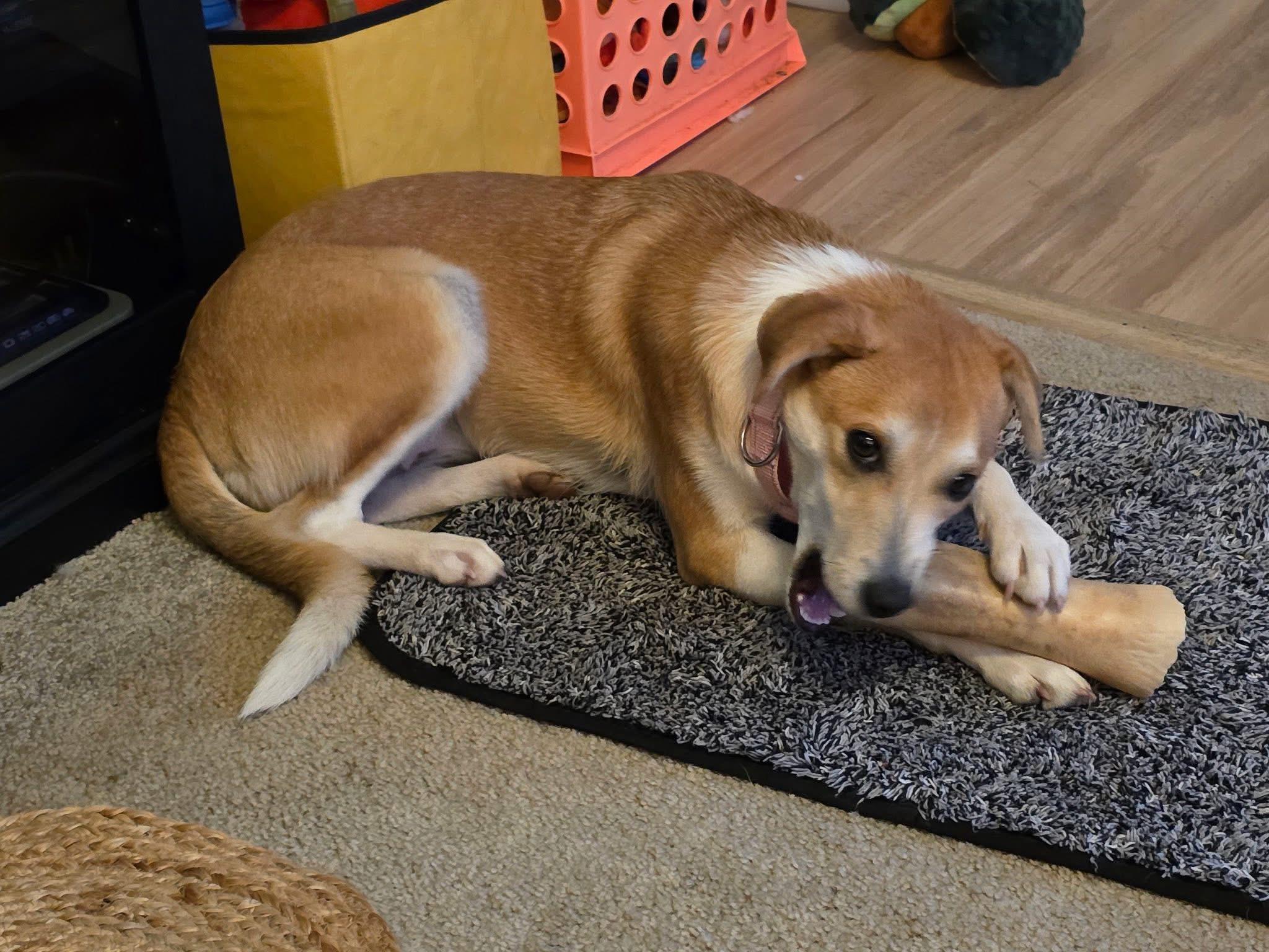 Ashley, a ADOPTABLE mixed breed in McHenry, IL image 2/4