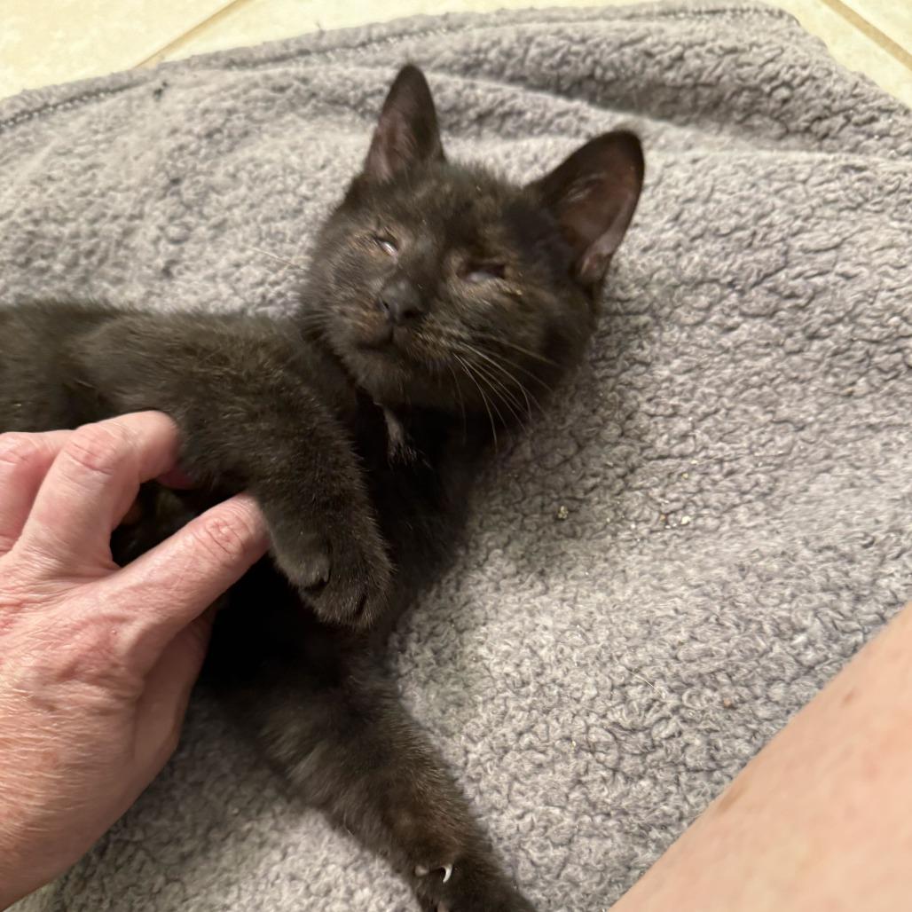 Enlarge Rocky Ray, a Adoptable Domestic Short Hair in Tallahassee, FL image 2/3