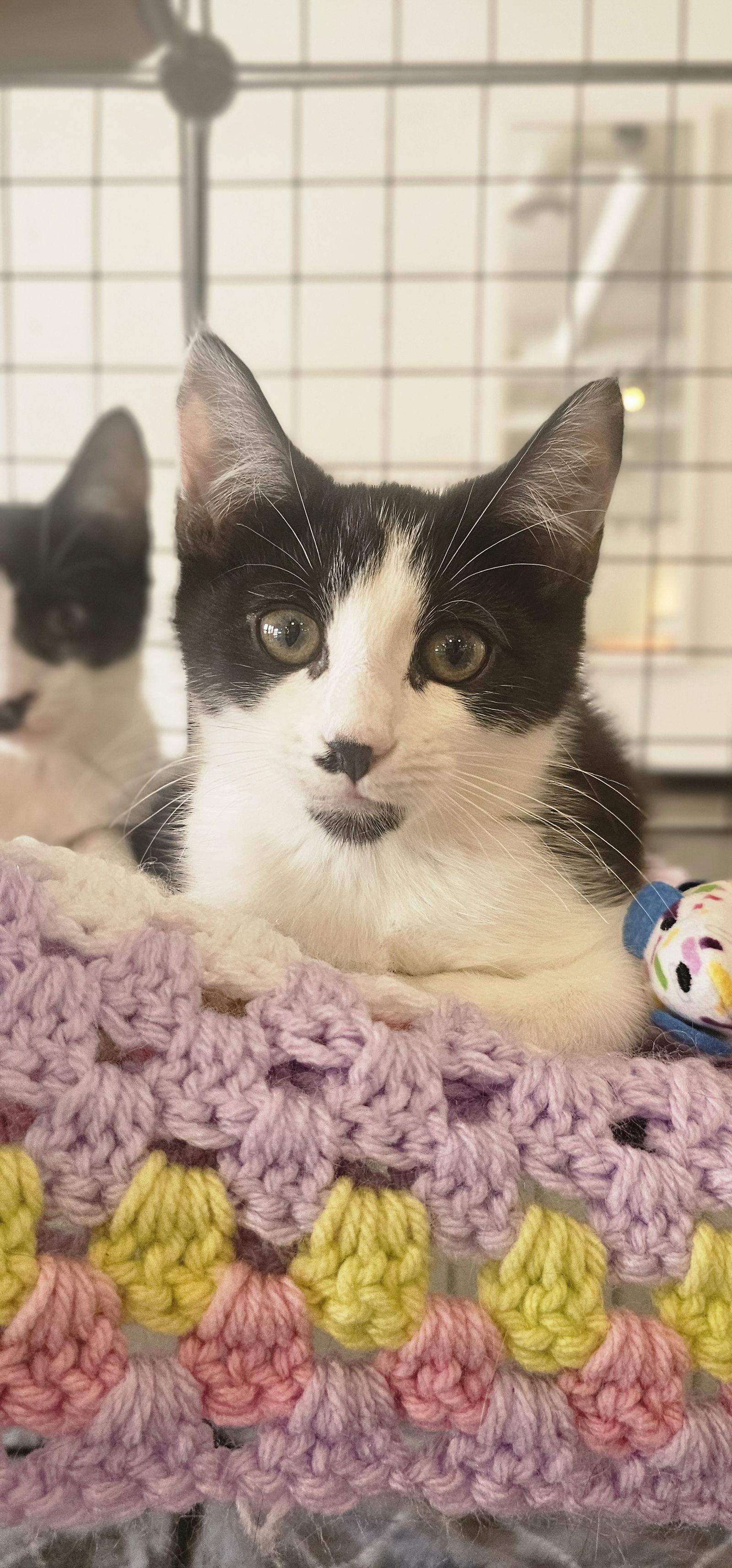 Enlarge Trixie, a Adoptable Domestic Short Hair in Hanover, PA image 1/3