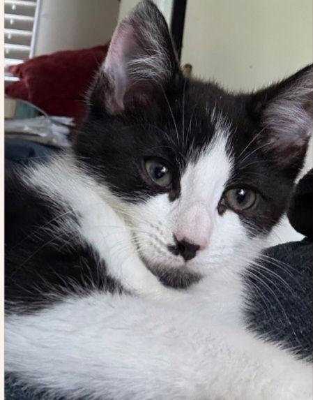 Enlarge Trixie, a Adoptable Domestic Short Hair in Hanover, PA image 2/3