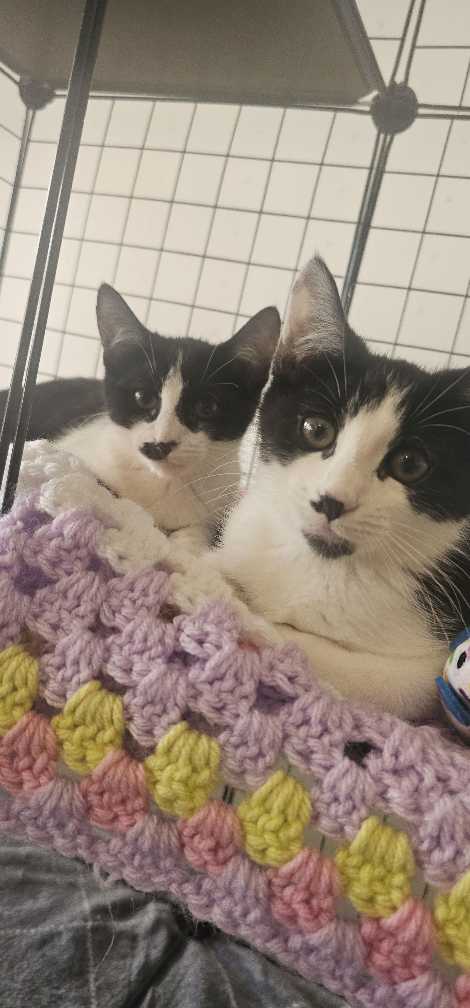 Enlarge Trixie, a Adoptable Domestic Short Hair in Hanover, PA image 3/3