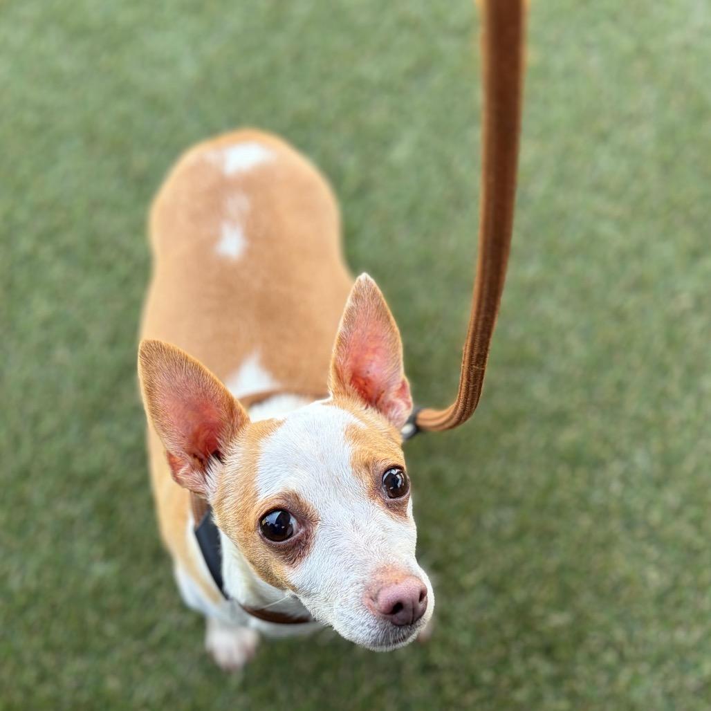 Chloe Chi, Adoptable, Senior Female Chihuahua.