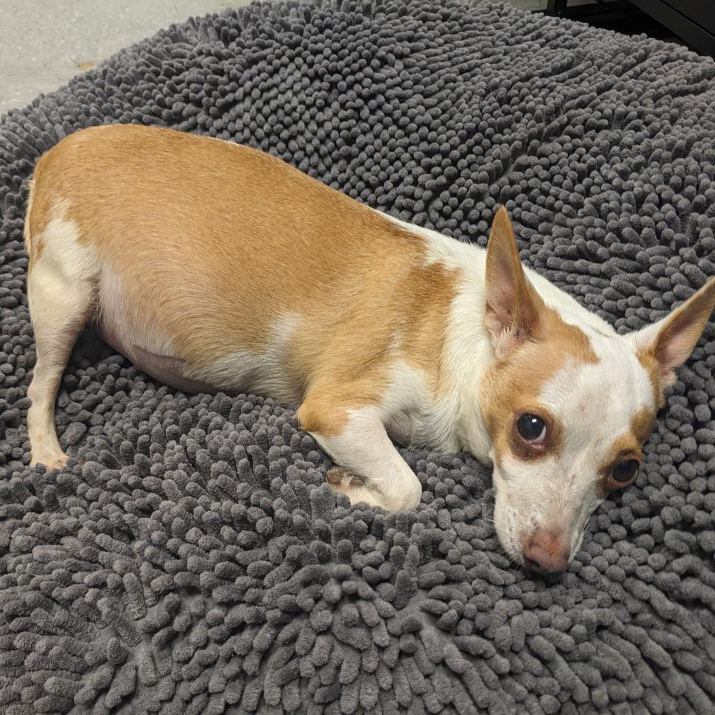 Enlarge Chloe Chi, a Adoptable Chihuahua in Tunkhannock, PA image 2/6