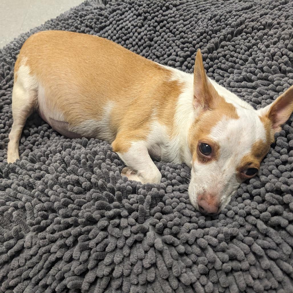 Enlarge Chloe Chi, a Adoptable Chihuahua in Tunkhannock, PA image 3/6