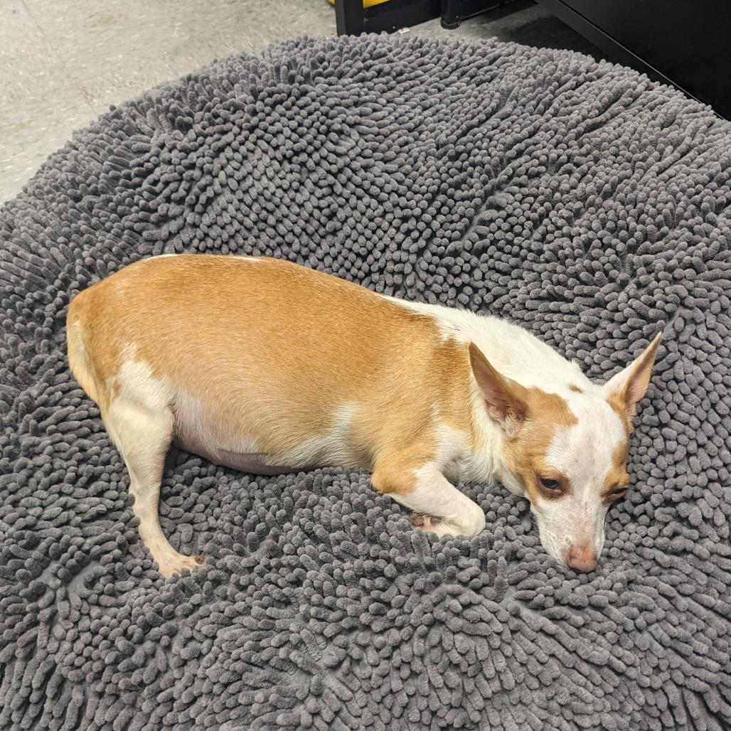 Enlarge Chloe Chi, a Adoptable Chihuahua in Tunkhannock, PA image 4/6