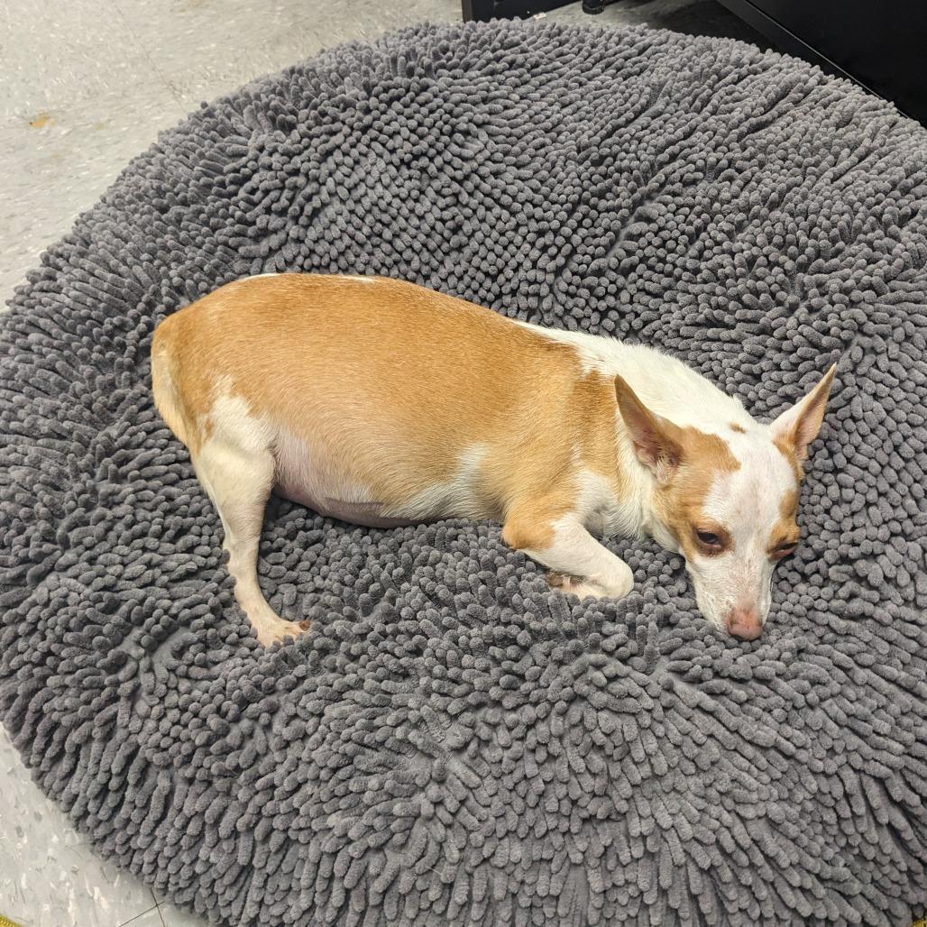 Enlarge Chloe Chi, a Adoptable Chihuahua in Tunkhannock, PA image 5/6