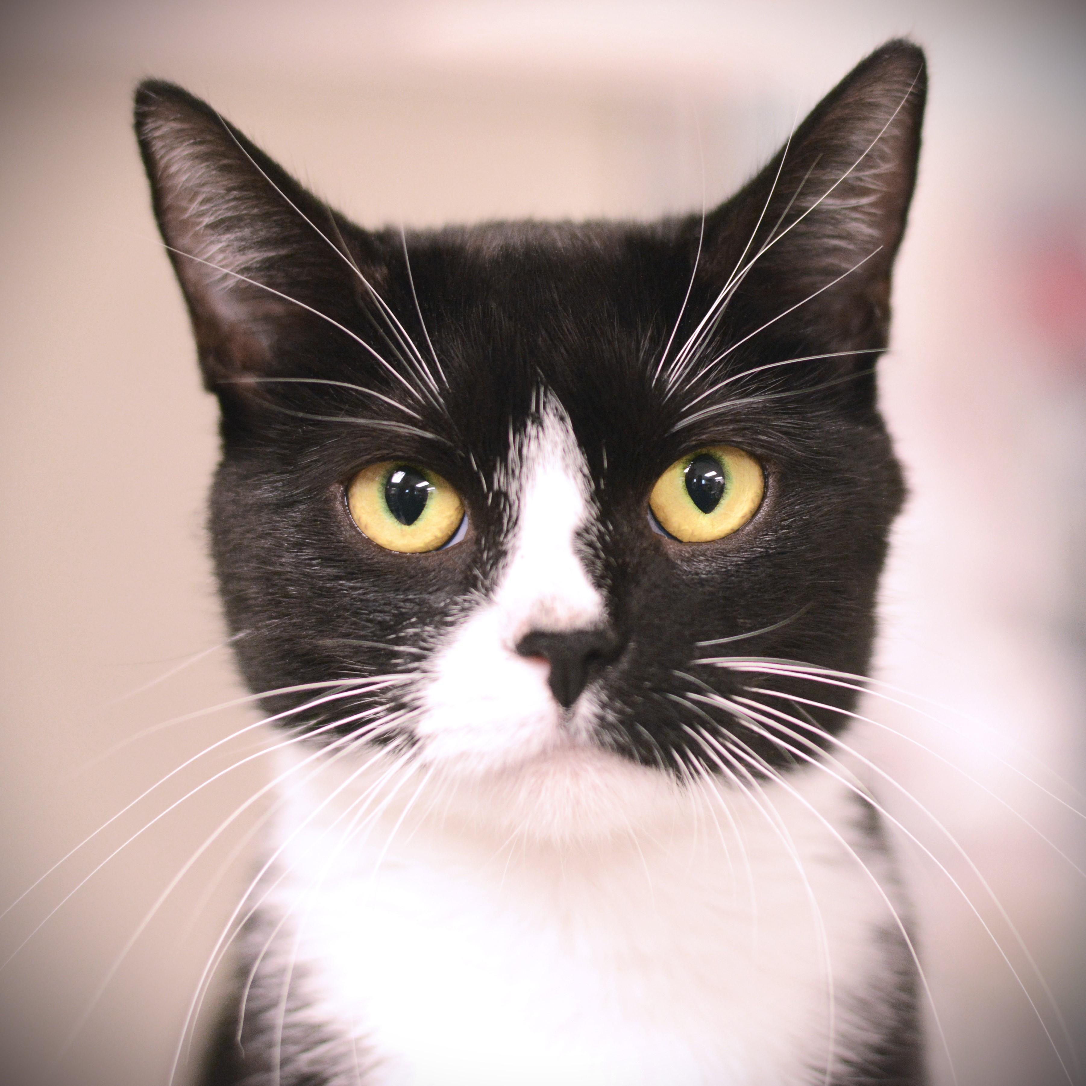 Chicka, Adoptable, Adult Female Domestic Short Hair.