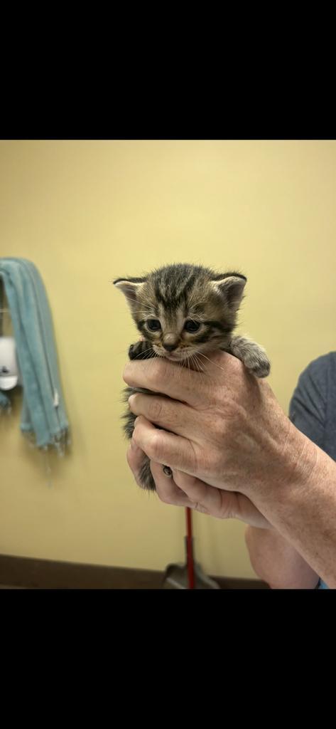 Kaia, Adoptable, Kitten Female Domestic Short Hair.