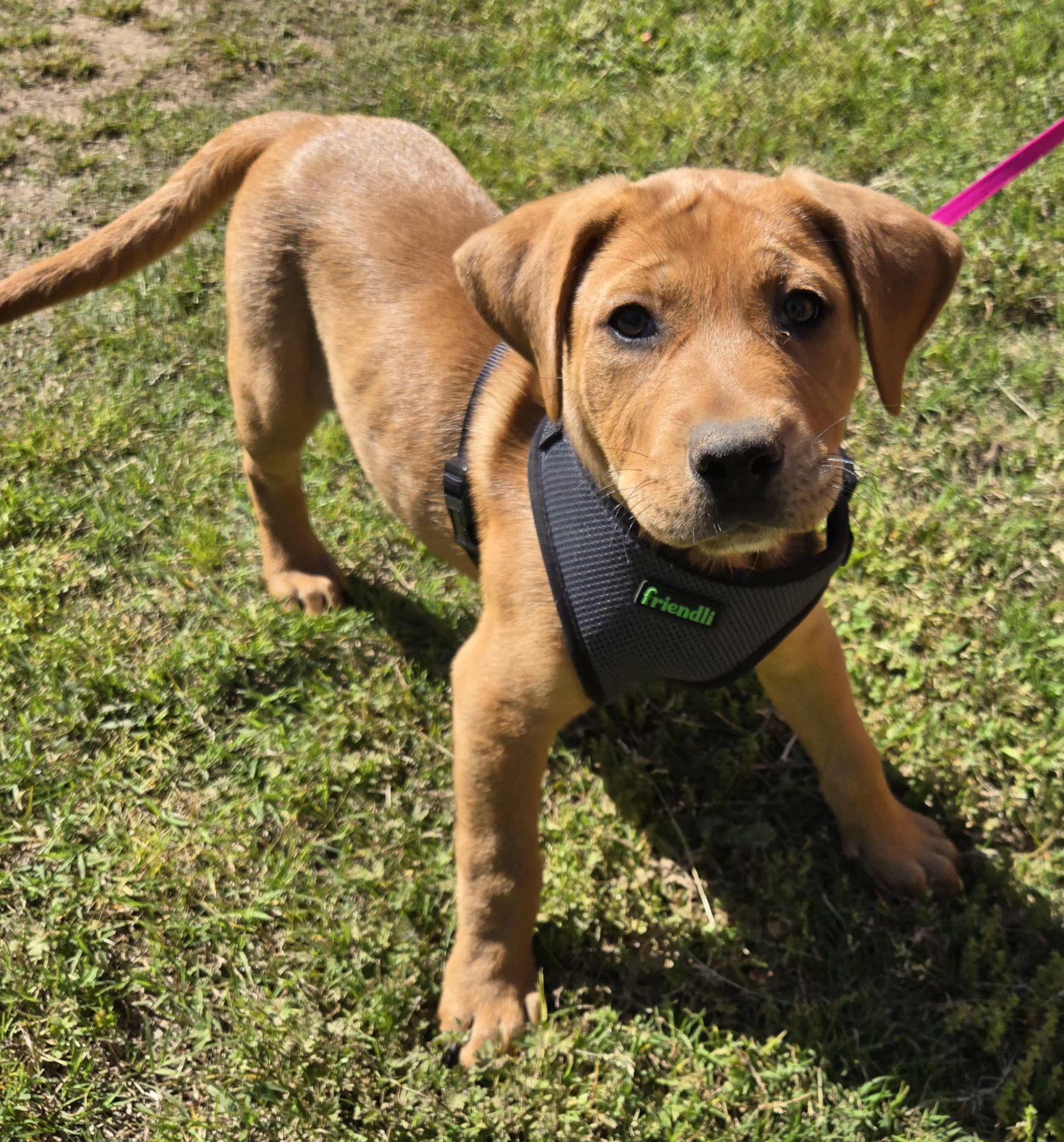 Enlarge MAPLE 425, a Adoptable mixed breed in Milwaukee, WI image 3/5
