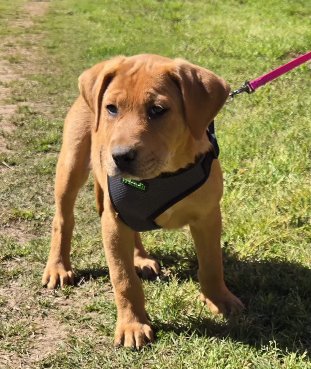 Enlarge MAPLE 425, a Adoptable mixed breed in Milwaukee, WI image 5/5