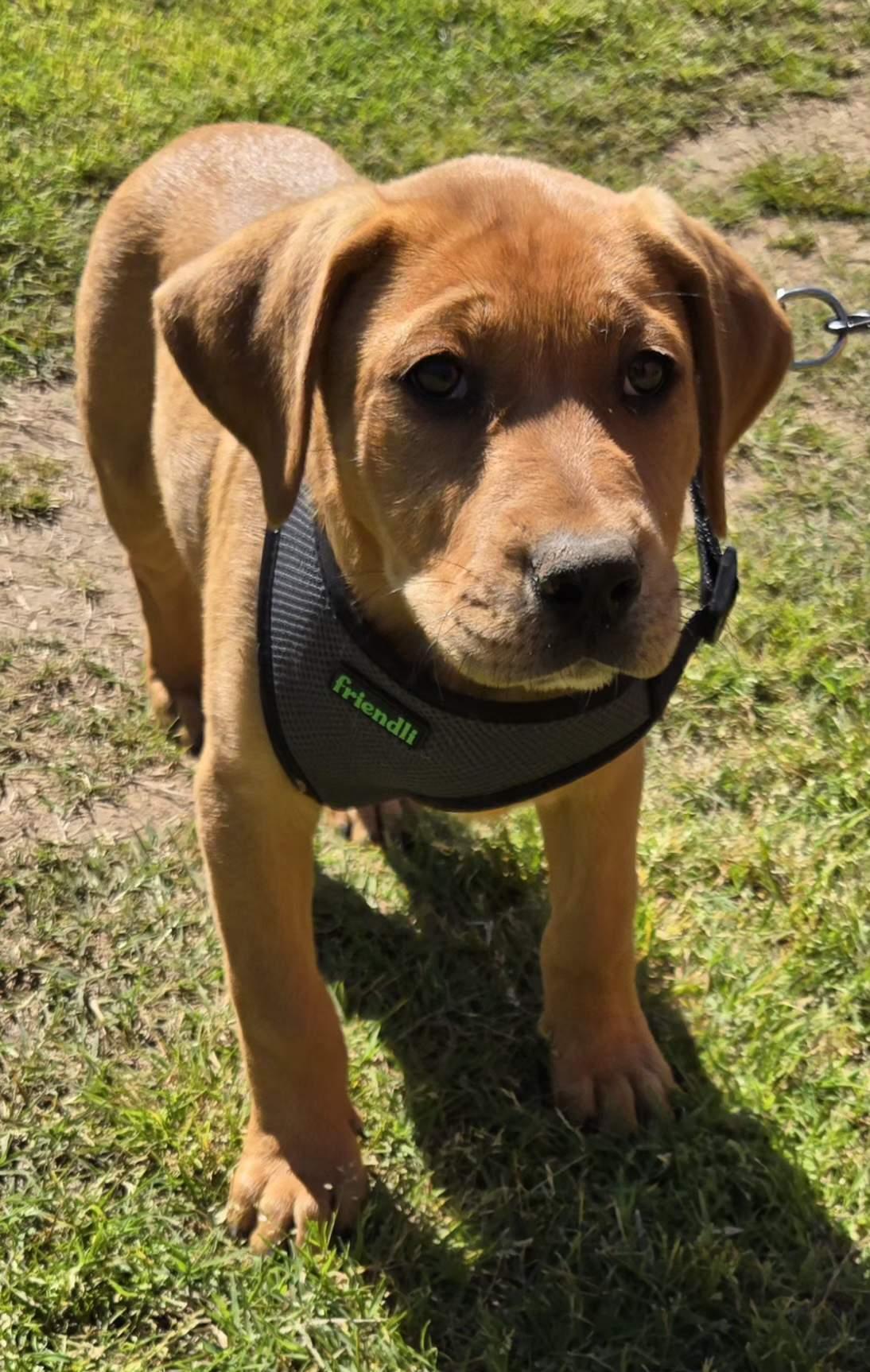 Enlarge MAPLE 425, a Adoptable mixed breed in Milwaukee, WI image 2/5