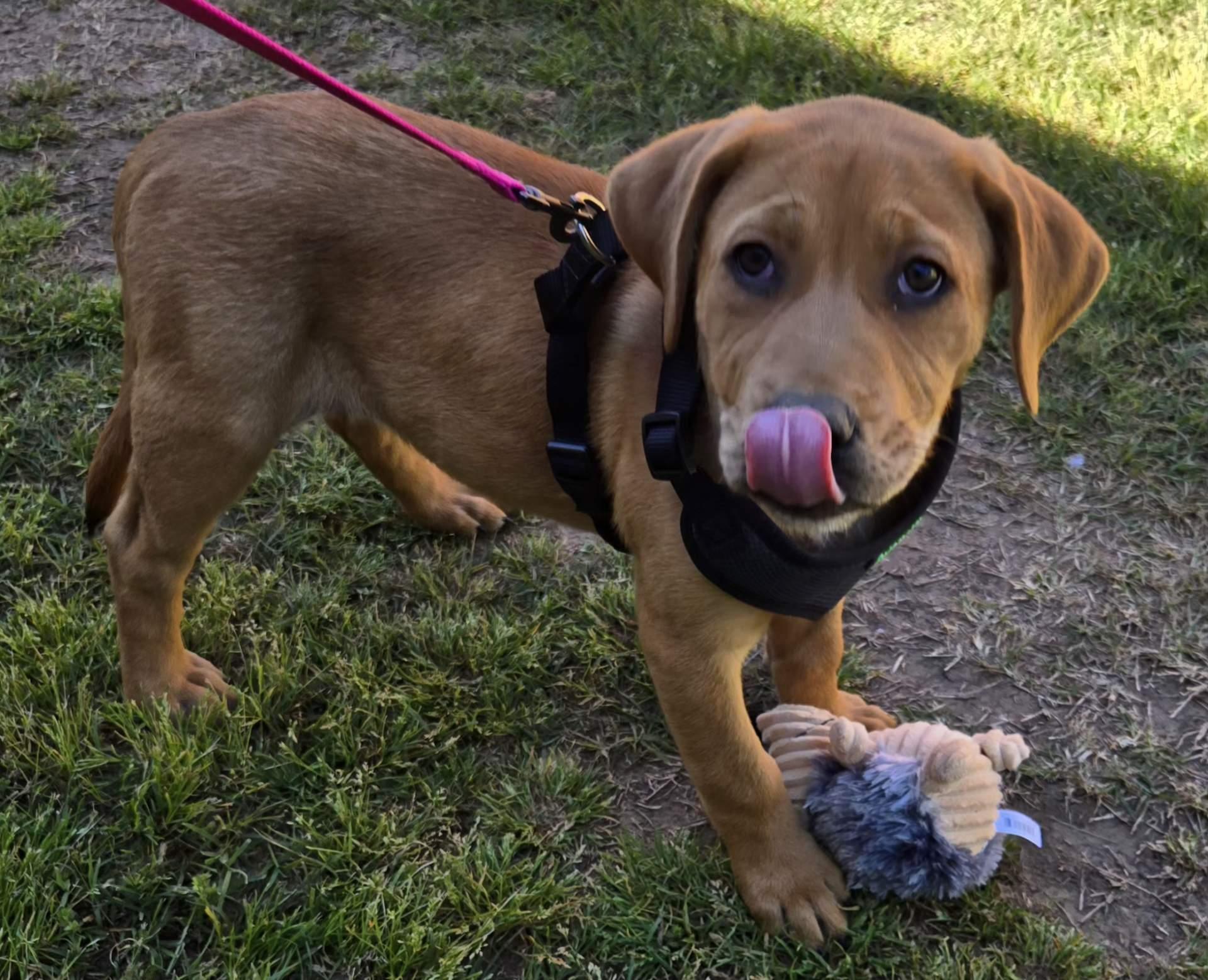 Enlarge MAPLE 425, a Adoptable mixed breed in Milwaukee, WI image 4/5