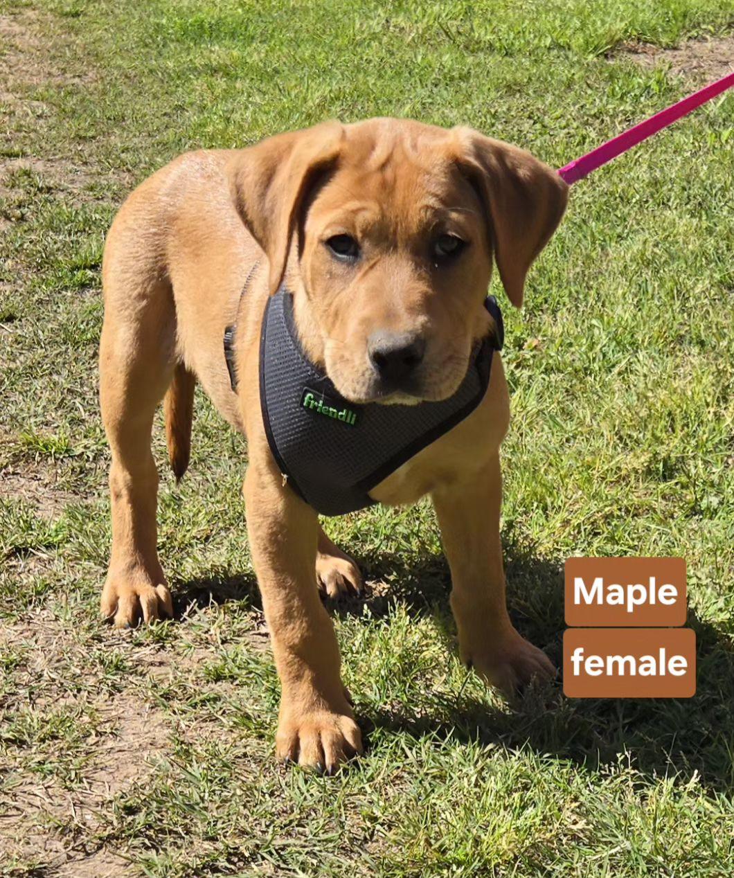 MAPLE 425, Adoptable, Young Female Labrador Retriever.