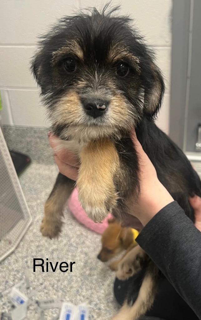 River, Adopted, Puppy Male Terrier & Mixed Breed.