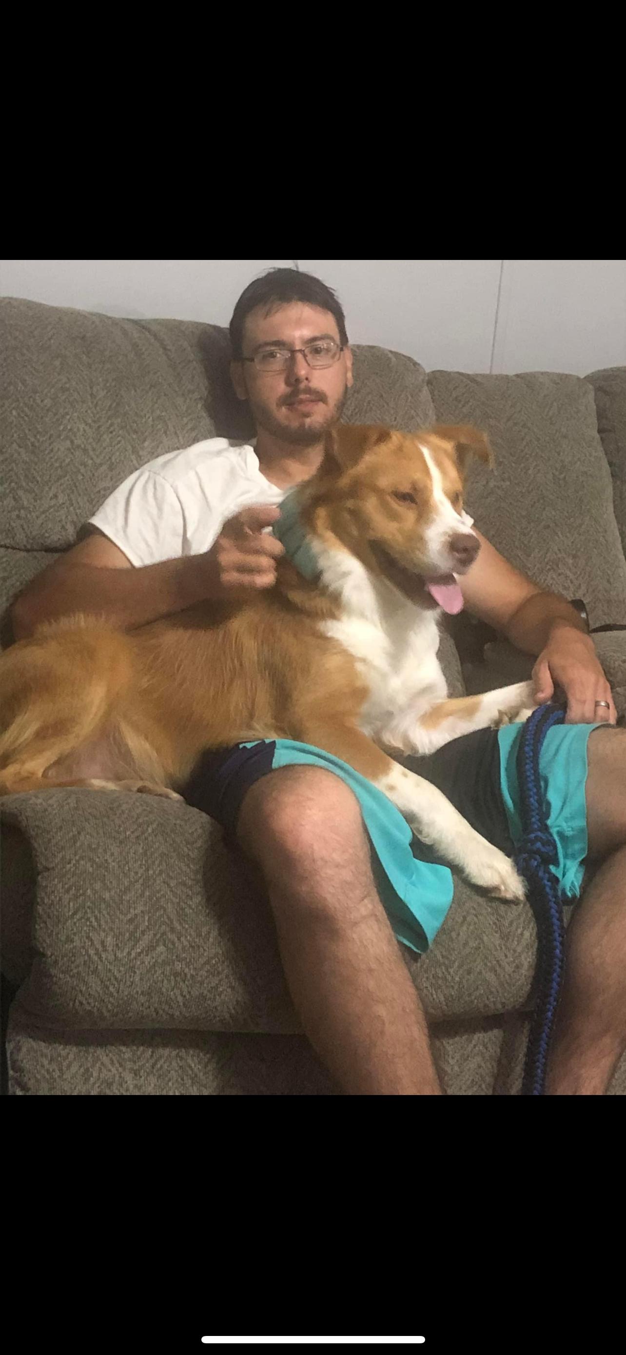 Dog for adoption Ramsey (foster to adopt), a Collie & Australian