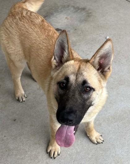 Sheriff Sparkles, Adoptable, Adult Female Shepherd & Mixed Breed.