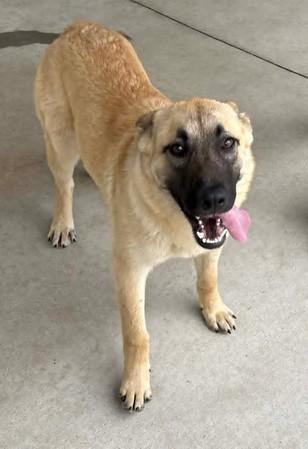 Enlarge Sheriff Sparkles, a Adoptable mixed breed in Lampasas, TX image 2/2