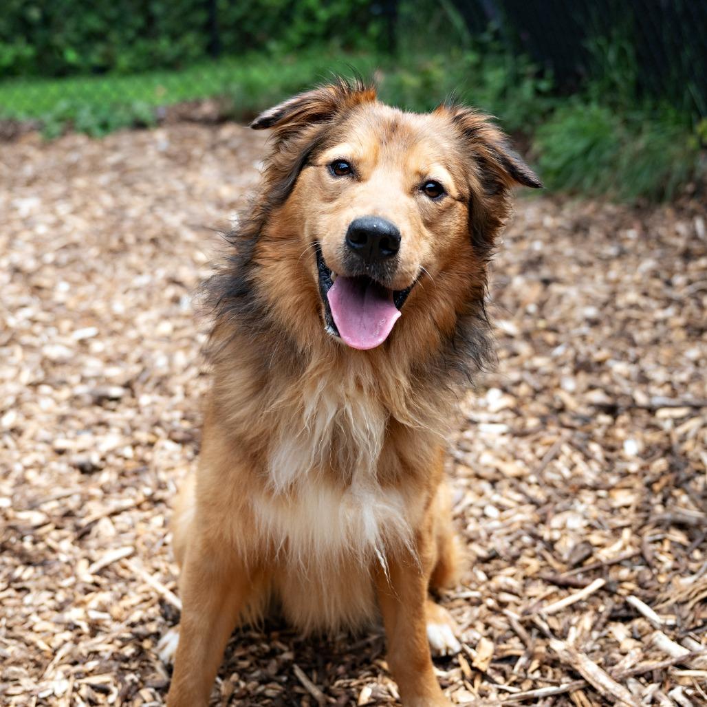 Tonka, Adoptable, Adult Male Retriever.