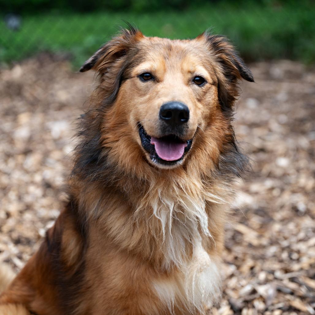 Enlarge Tonka, a Adoptable Retriever in Briarcliff Manor, NY image 2/6