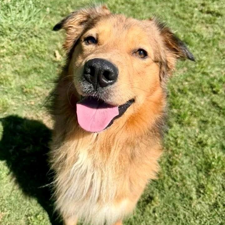 Enlarge Tonka, a Adoptable Retriever in Briarcliff Manor, NY image 3/6