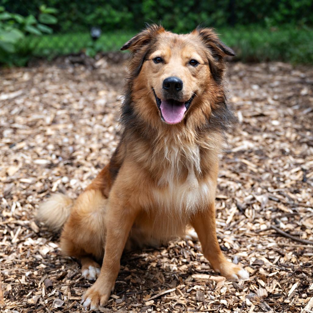 Enlarge Tonka, a Adoptable Retriever in Briarcliff Manor, NY image 4/6