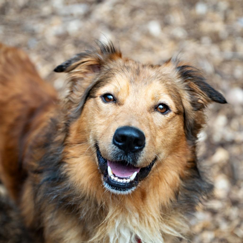Enlarge Tonka, a Adoptable Retriever in Briarcliff Manor, NY image 5/6