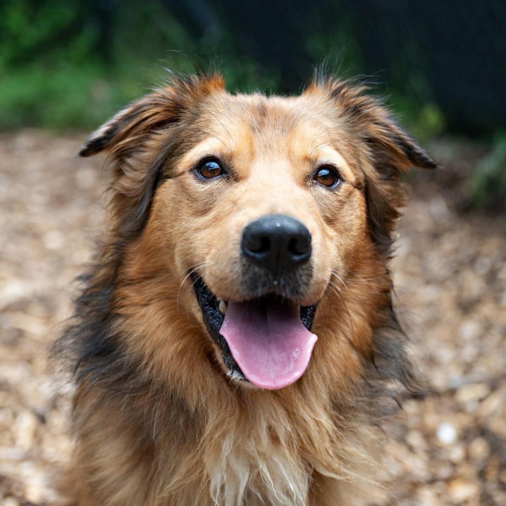 Enlarge Tonka, a Adoptable Retriever in Briarcliff Manor, NY image 6/6
