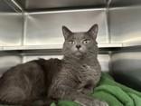 Finch, adopted, Adult Male Domestic Short Hair.