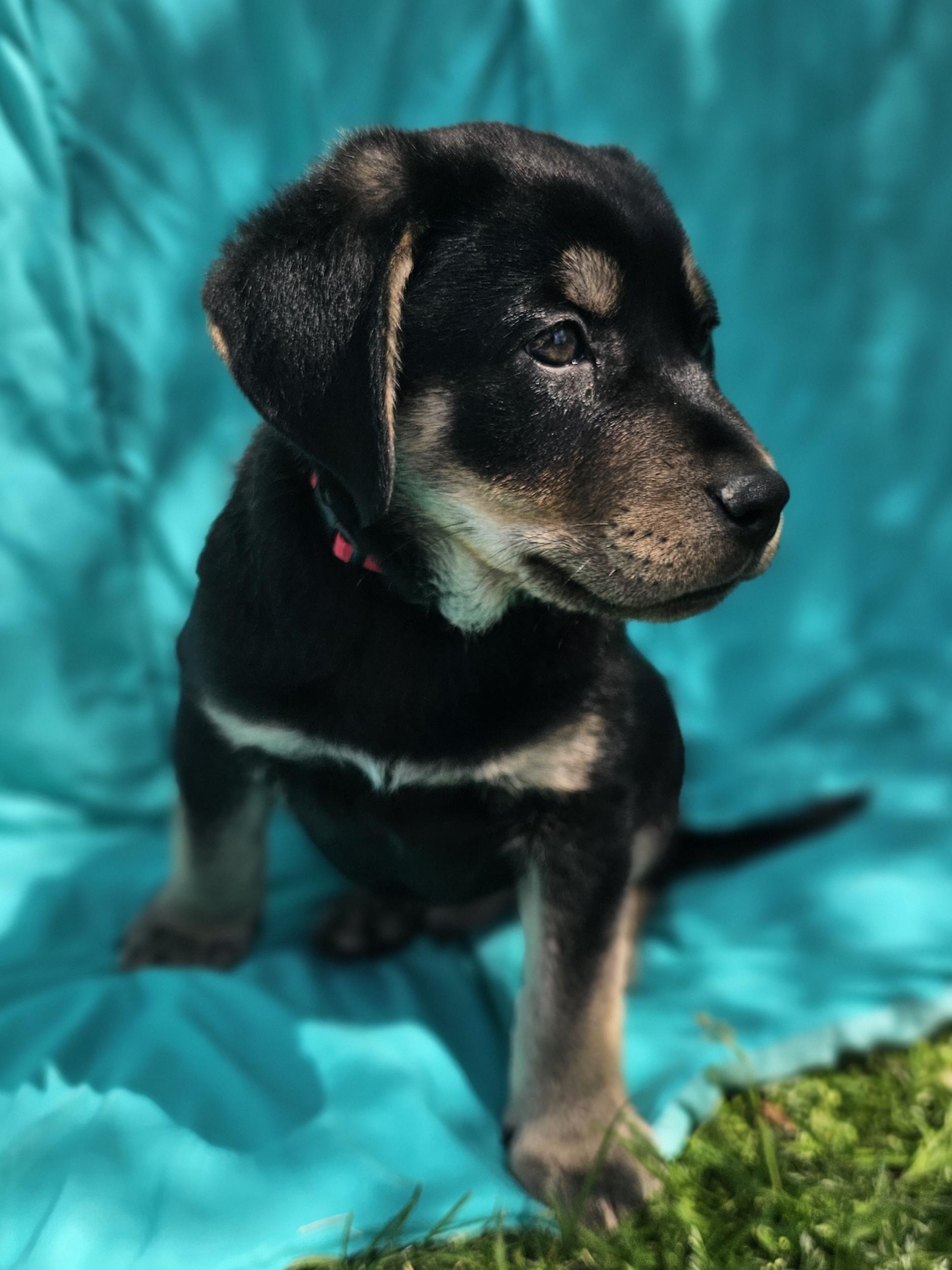 Enlarge Forest, a ADOPTABLE mixed breed in Monroe, NC image 2/2