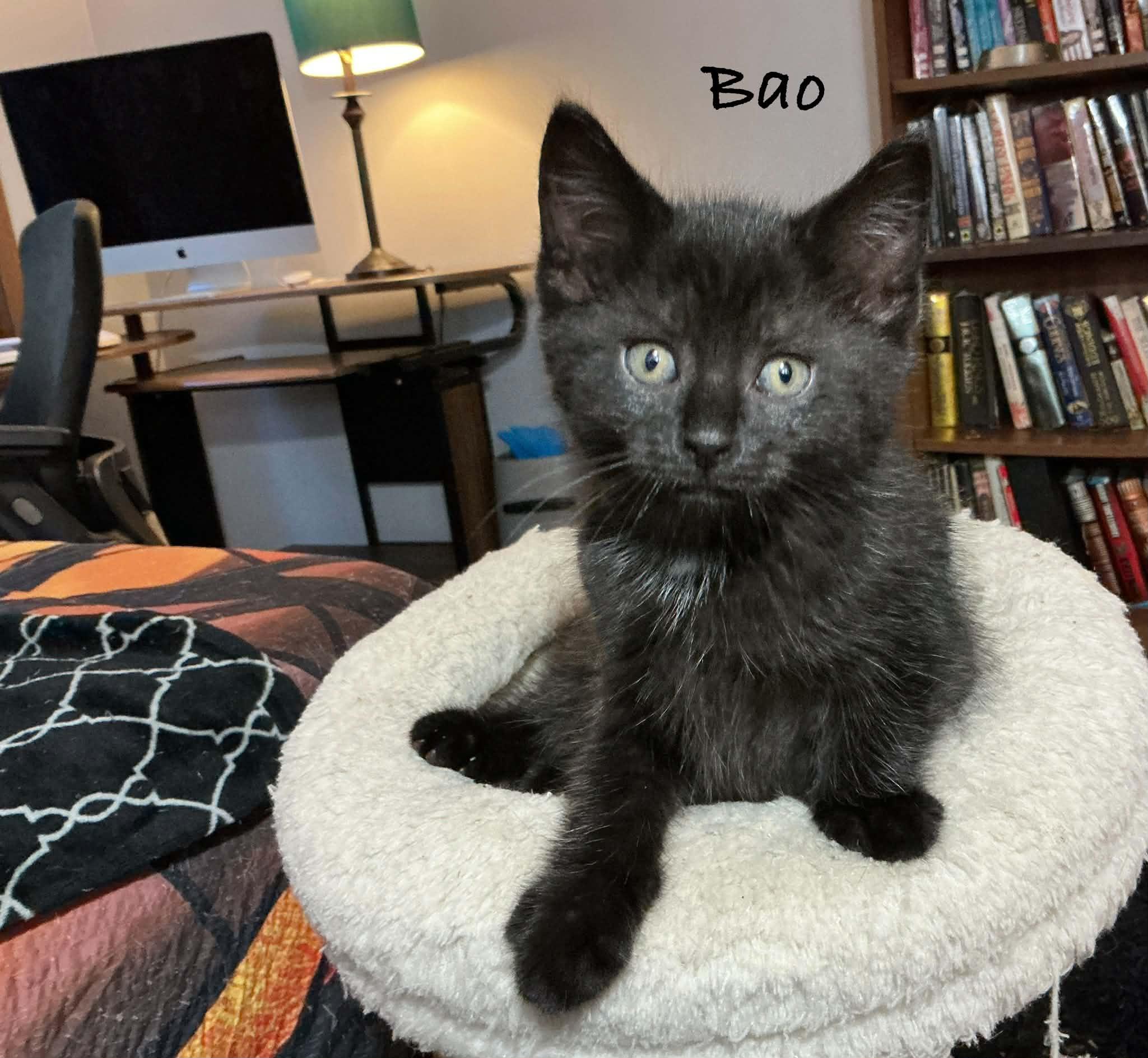 Bao, a ADOPTABLE Domestic Short Hair in Crystal Lake, IL image 3/3
