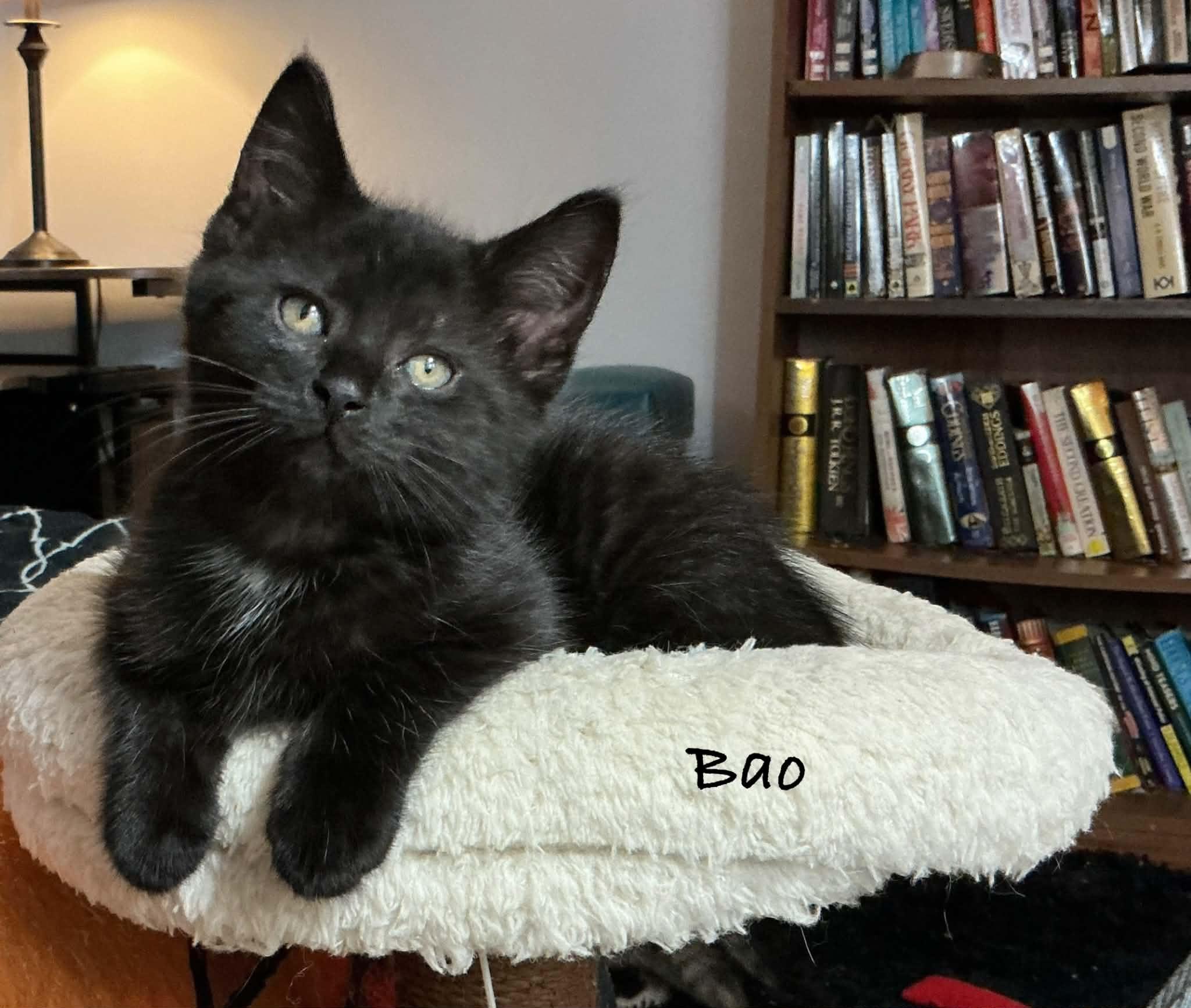Bao, ADOPTABLE, Kitten Male Domestic Short Hair.