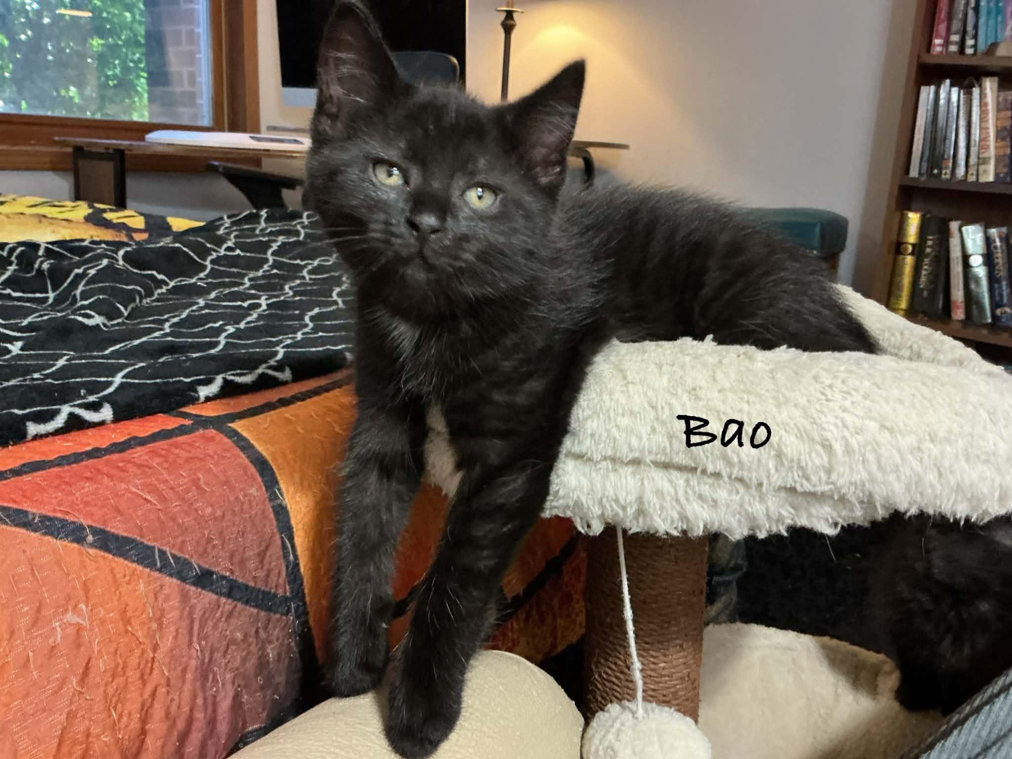Bao, a ADOPTABLE Domestic Short Hair in Crystal Lake, IL image 2/3