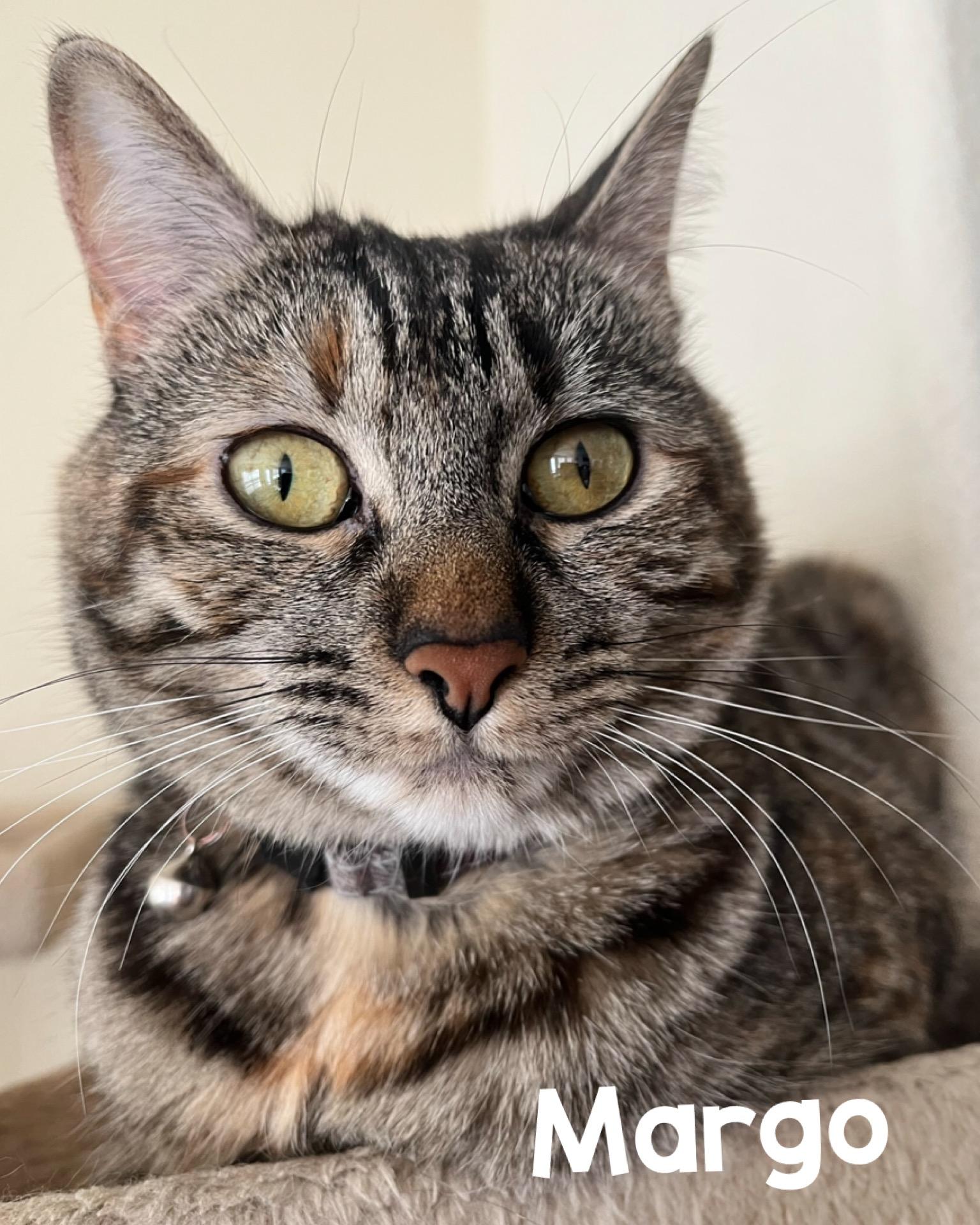 Enlarge Margo, a Adoptable mixed breed in Fort Worth, TX image 1/1