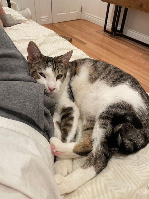 Beaker, a Adoptable mixed breed in Brooklyn, NY image 3/4