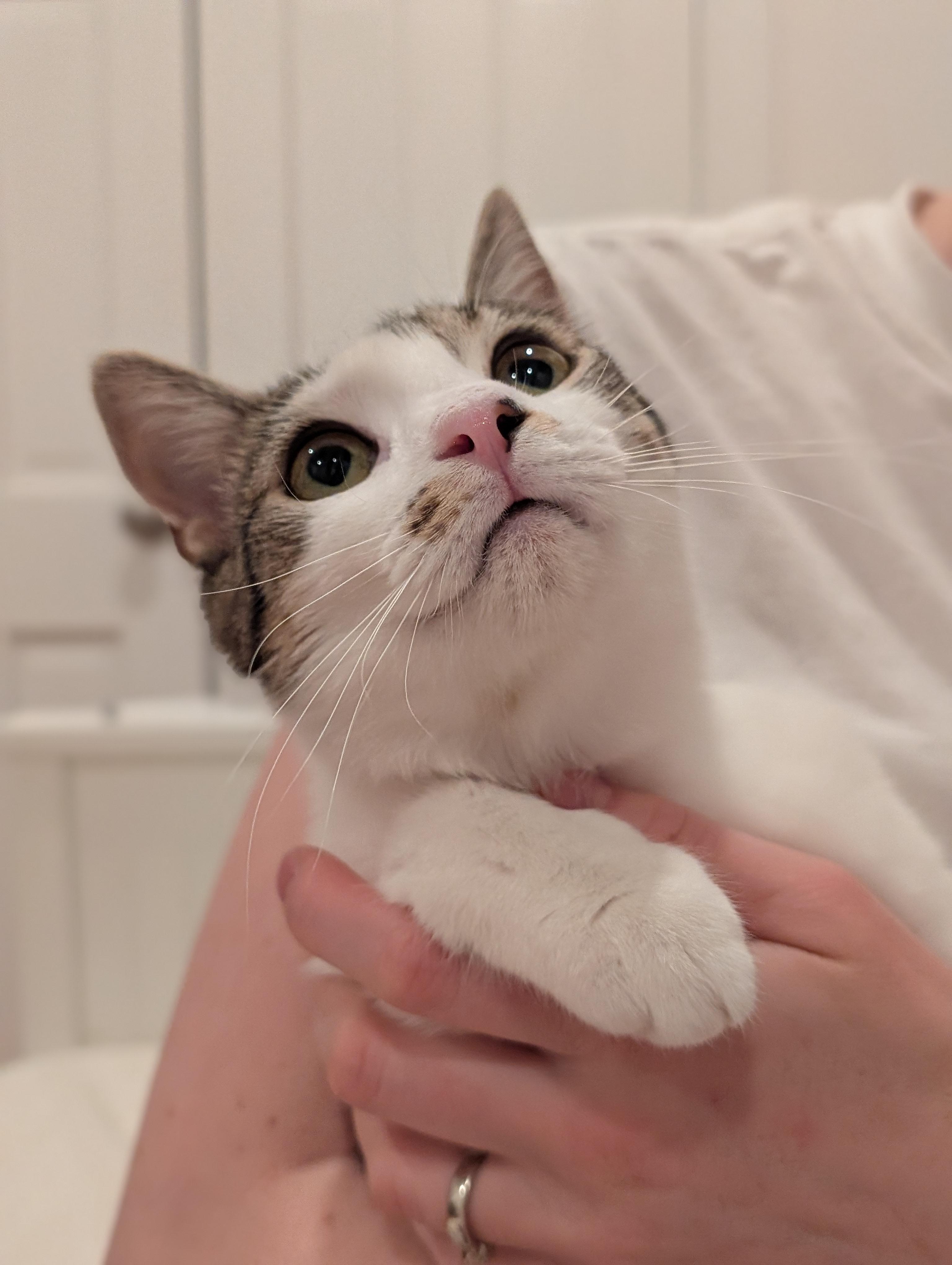 Beaker, Adoptable, Young Male American Shorthair & Domestic Short Hair.