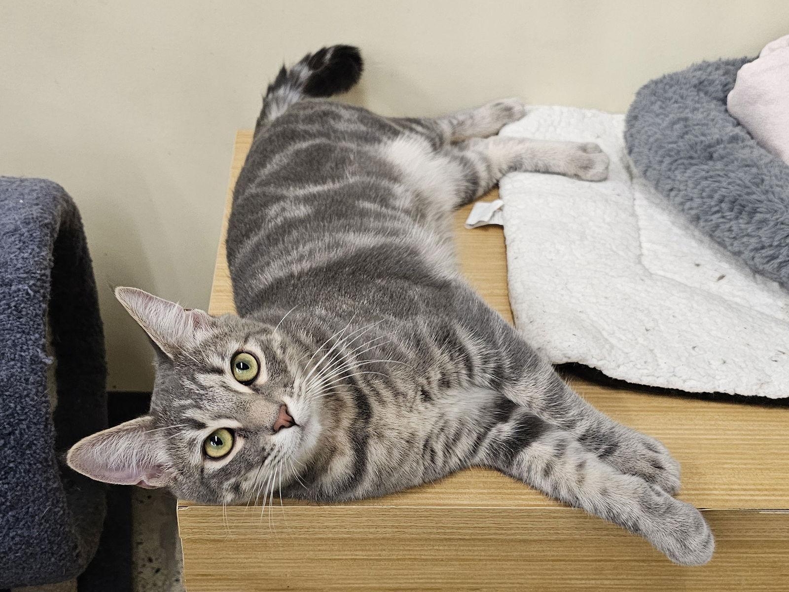 Enlarge Tom Collins, a Adoptable Domestic Short Hair in Mission Viejo, CA image 1/3