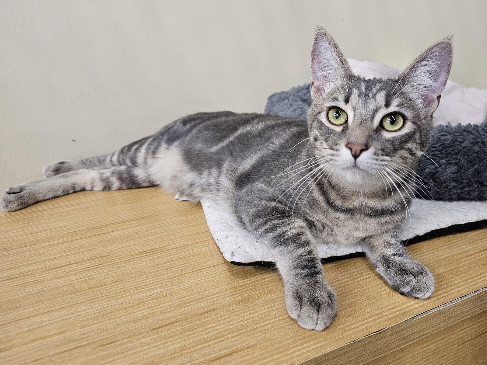 Enlarge Tom Collins, a Adoptable Domestic Short Hair in Mission Viejo, CA image 2/3