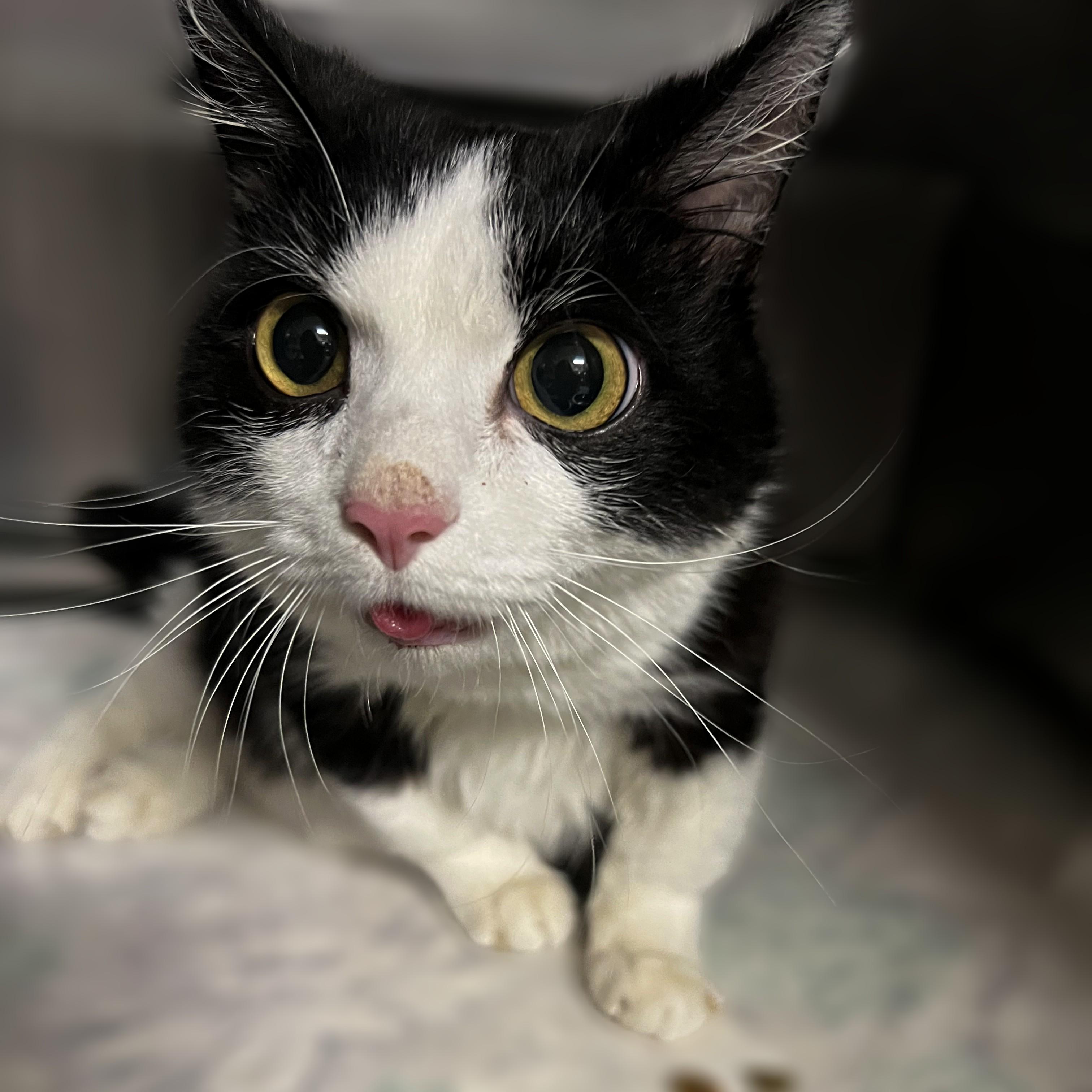 Sue, an adoptable Munchkin in Springfield, IL, 62702 | Photo Image 3