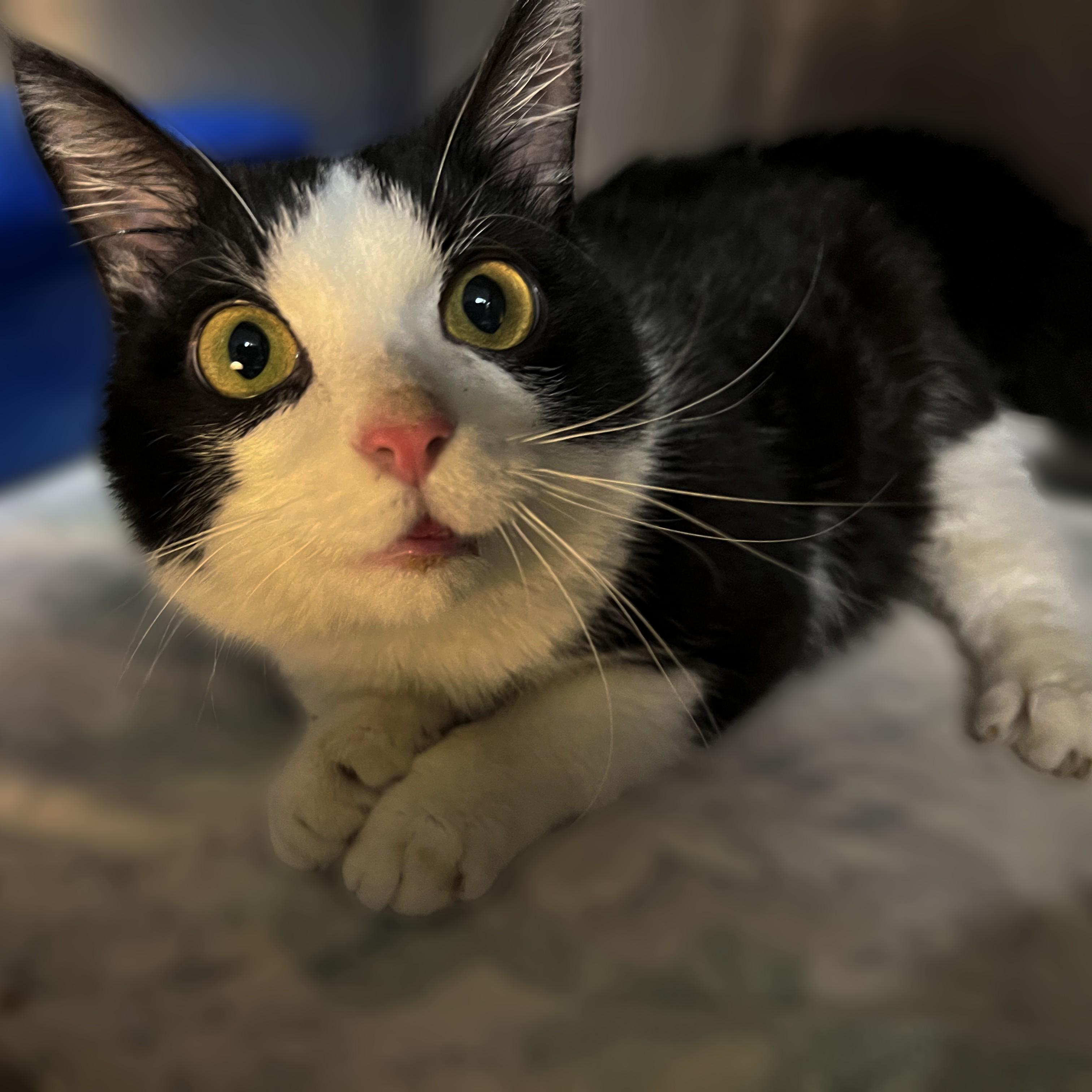Sue, an adoptable Munchkin in Springfield, IL, 62702 | Photo Image 2