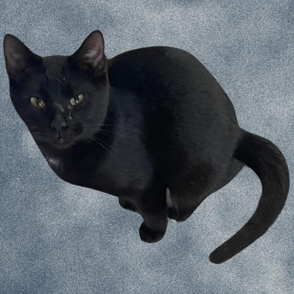 Enlarge Tipper, a Adoptable Domestic Short Hair in Donalsonville, GA image 1/3