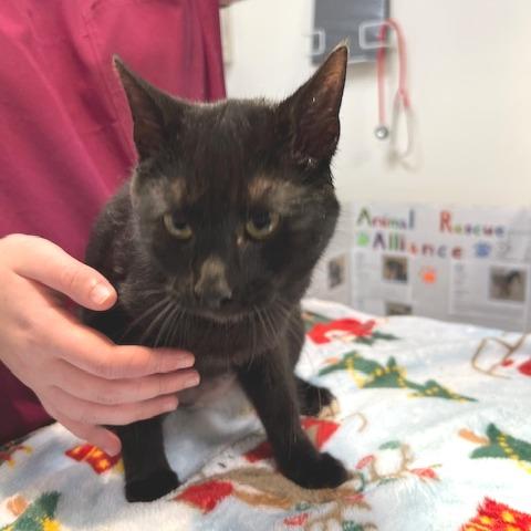 Enlarge Tipper, a Adoptable Domestic Short Hair in Donalsonville, GA image 3/3
