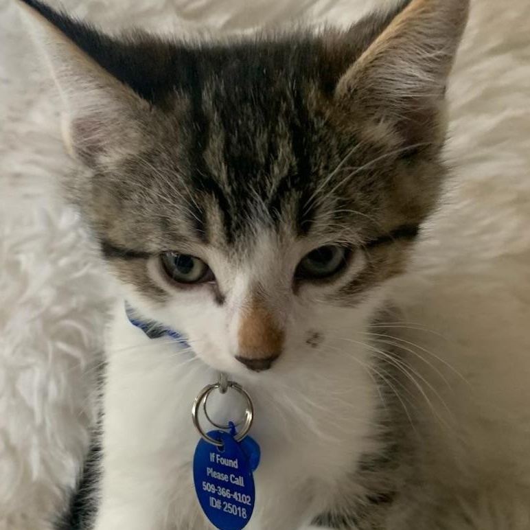 Enlarge Colin, a ADOPTABLE Tabby in Pasco, WA image 3/6