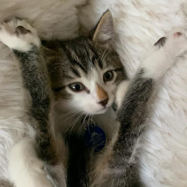 Enlarge Colin, a ADOPTABLE Tabby in Pasco, WA image 4/6