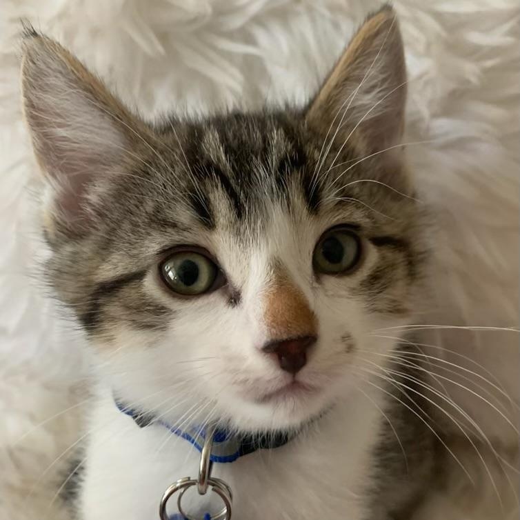 Colin, ADOPTABLE, Kitten Male Tabby.