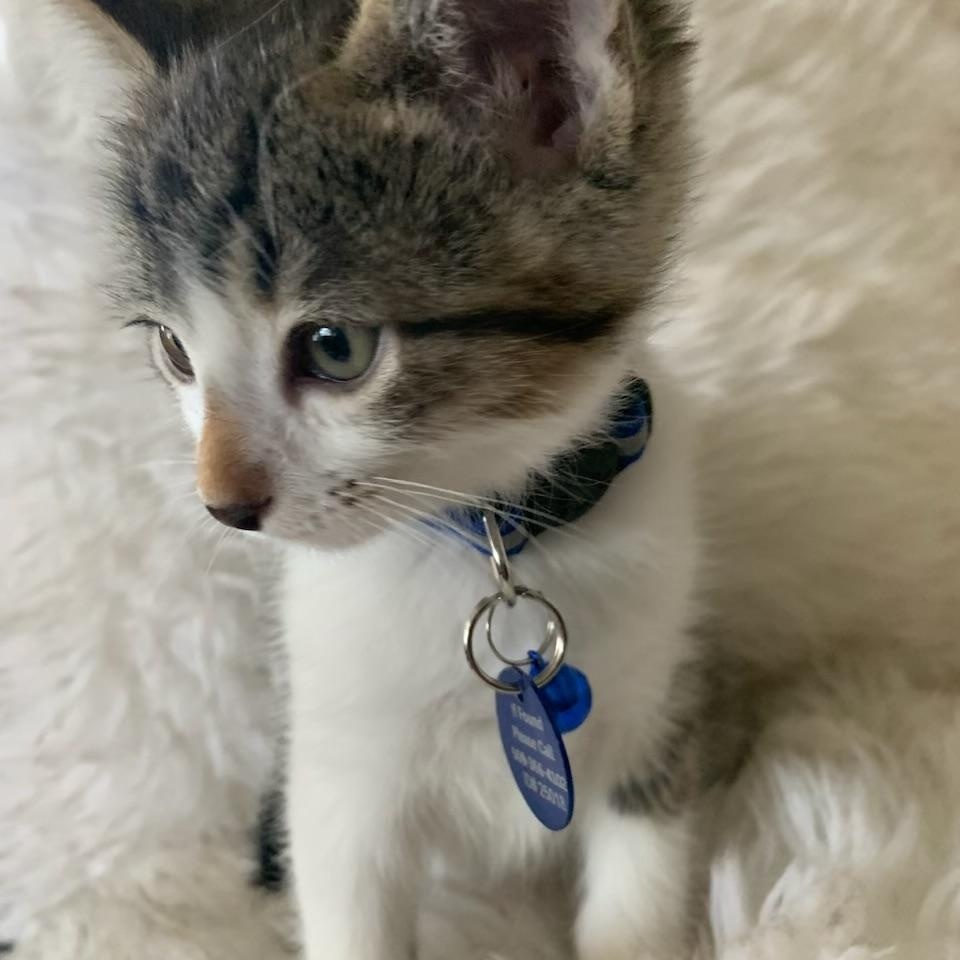 Enlarge Colin, a ADOPTABLE Tabby in Pasco, WA image 5/6