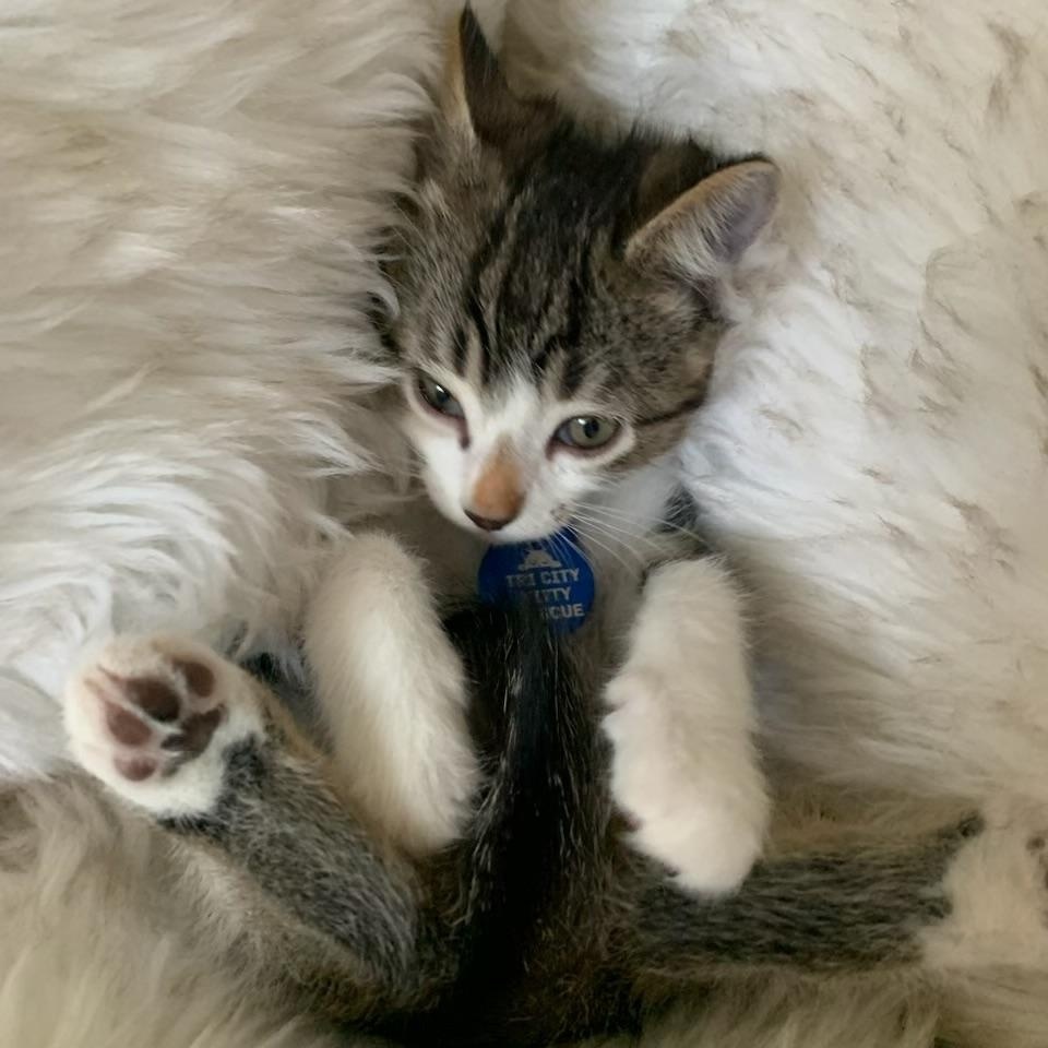 Enlarge Colin, a ADOPTABLE Tabby in Pasco, WA image 2/6