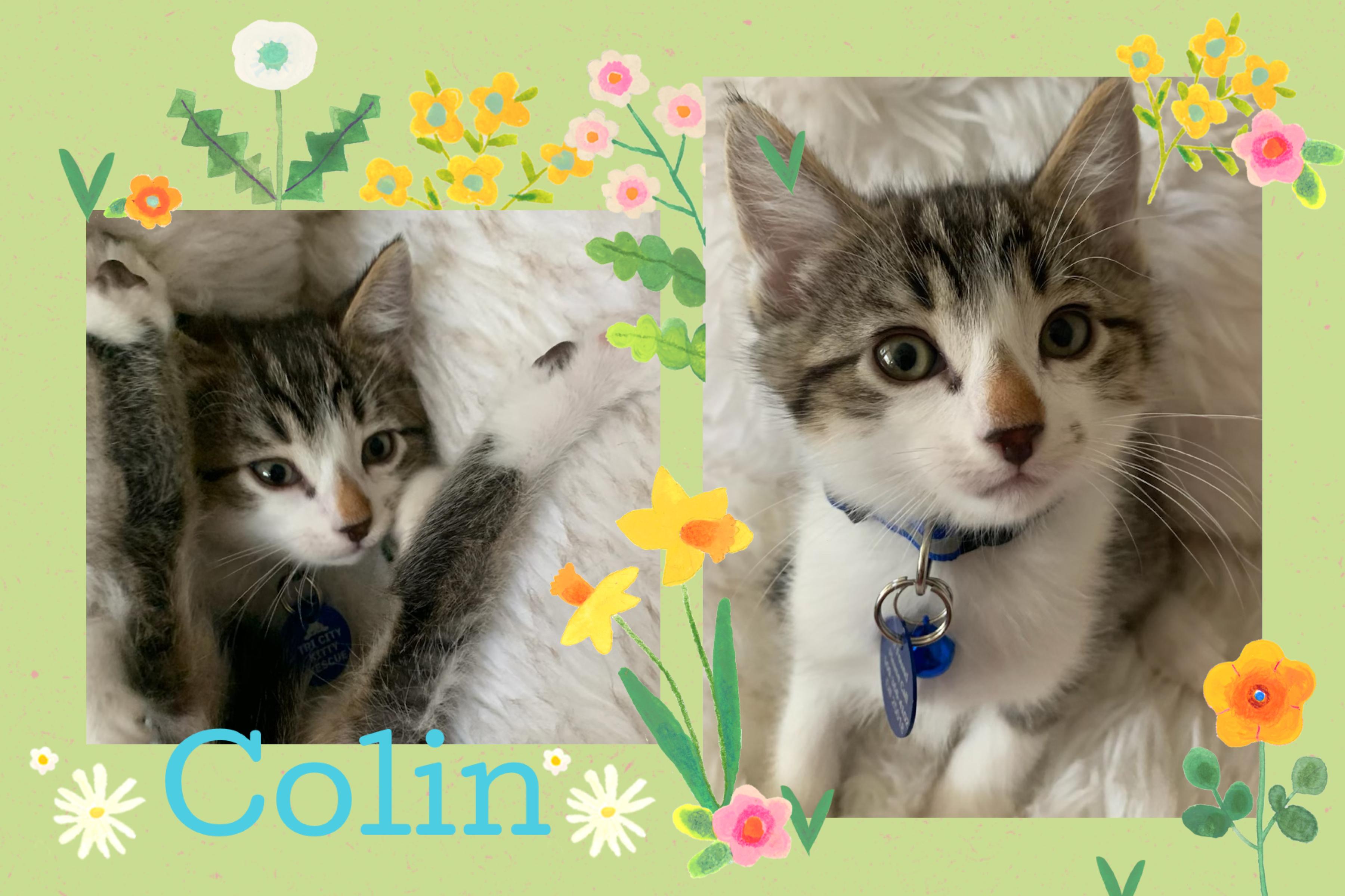 Enlarge Colin, a ADOPTABLE Tabby in Pasco, WA image 6/6