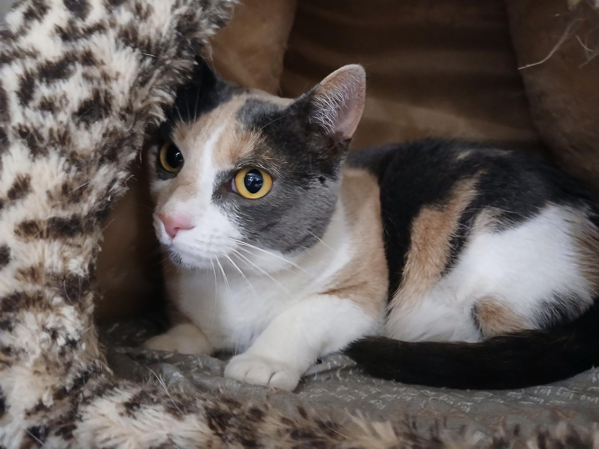 Essie, an adopted Calico in Philadelphia, PA image 3/3