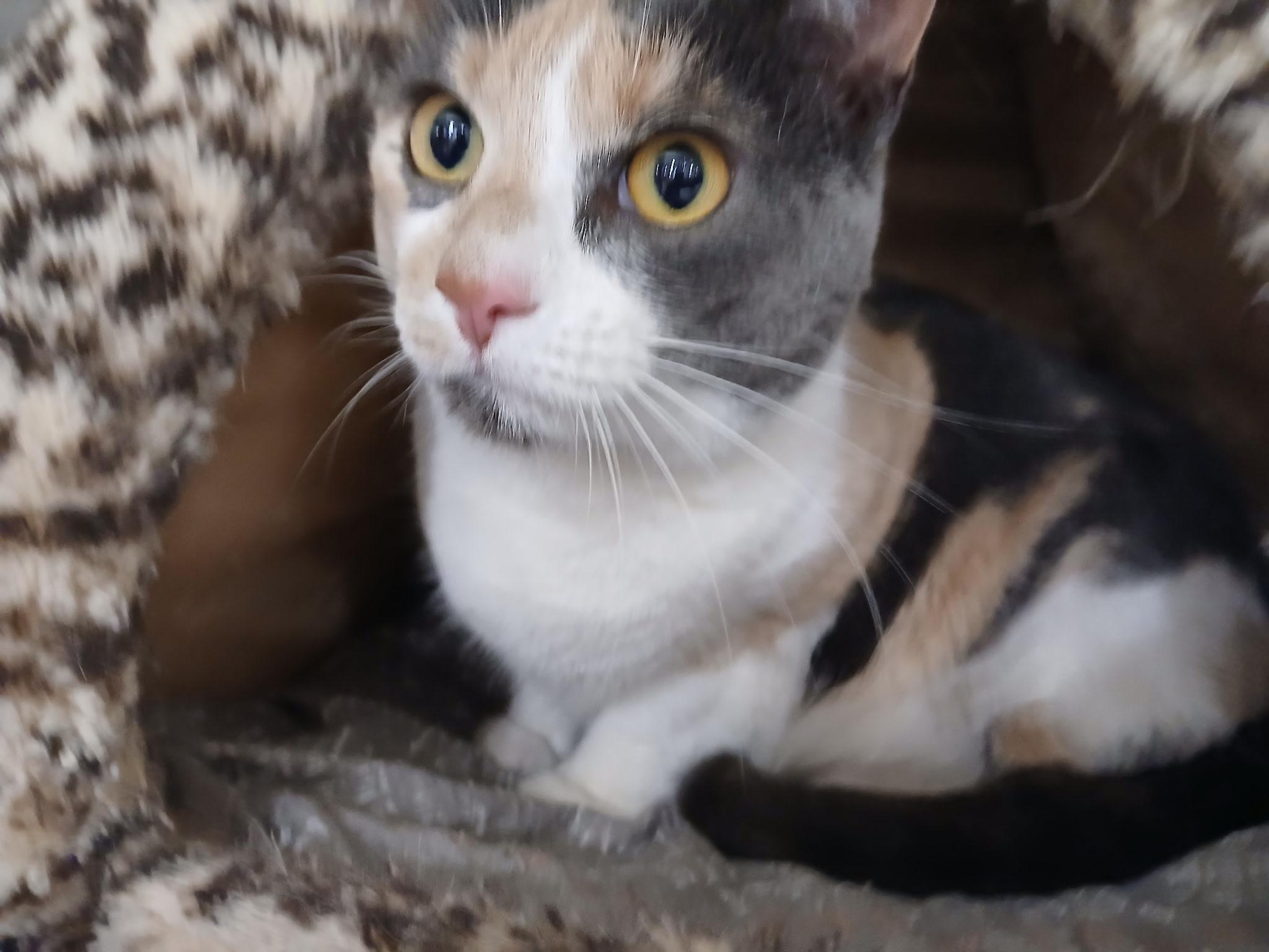 Essie, adopted, Adult Female Calico.