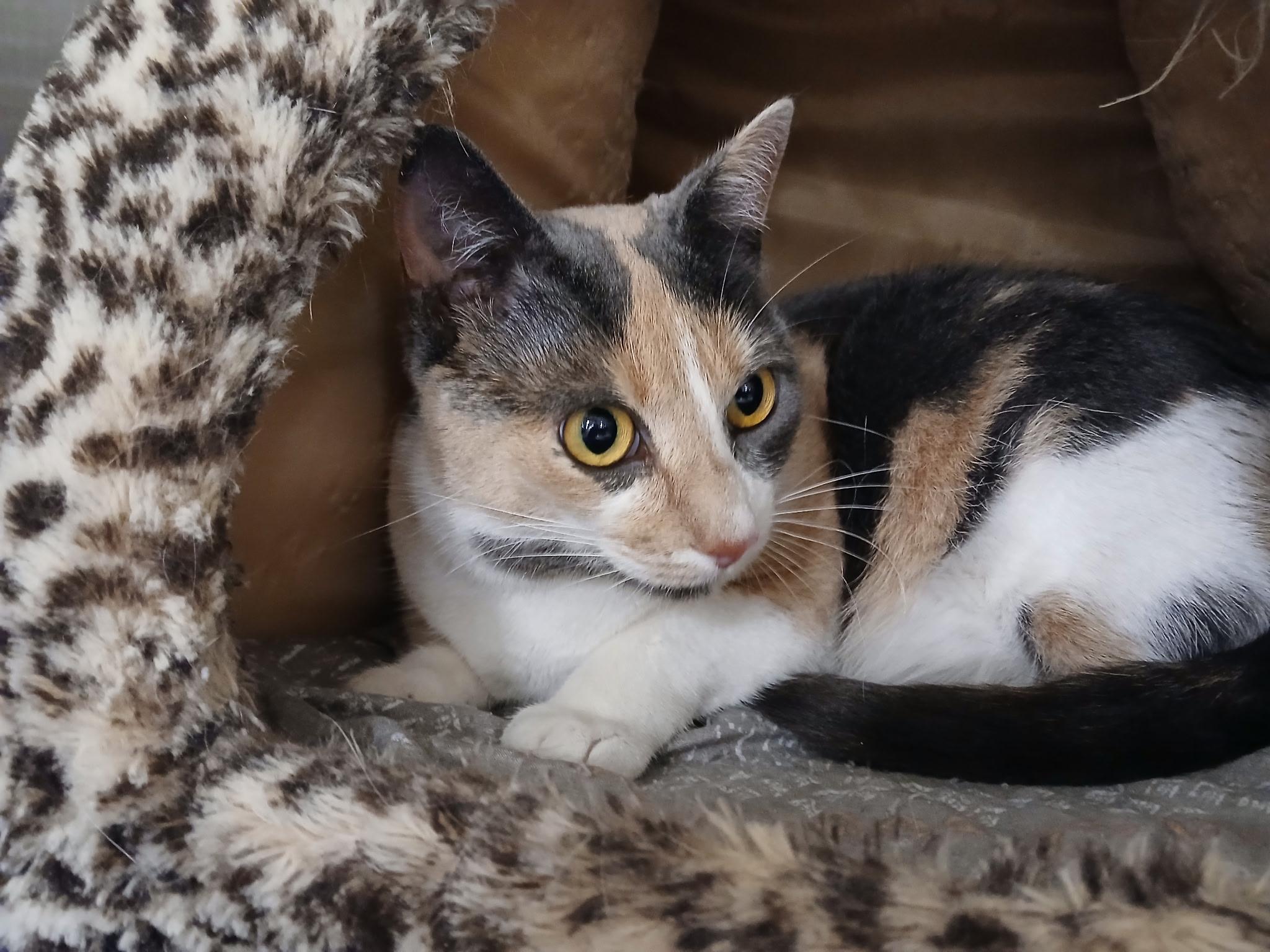Essie, an adopted Calico in Philadelphia, PA image 2/3